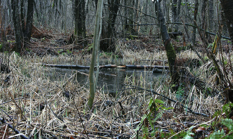 Sarcoscypha austriaca.